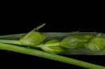 Broadleaf sedge